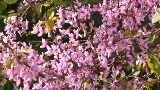 Beautiful Judas Tree Purple Blossom Daytime — Stock Video