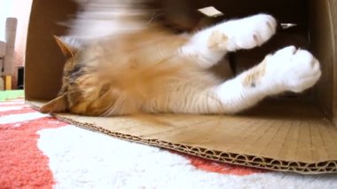 Meraklı kedi ile oynarken adam 
