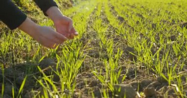 İçinde belgili tanımlık geçmiş güzel parlama ile bir sıcak bahar gününde buğday bitki hasat teftiş genç Ziraat Mühendisi tarım kadın biyolog