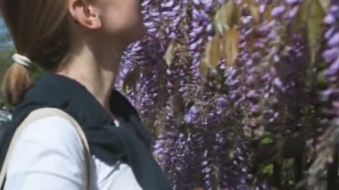 Wisteria bitki mavi mor