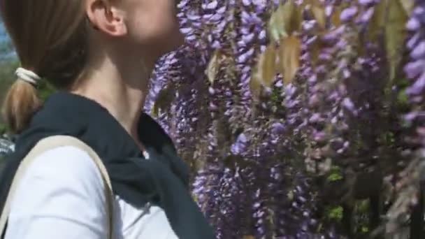 Рослина Вістерія в синьо-фіолетовому — стокове відео