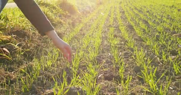 Fiatal Agronómus Mezőgazdasági Biológus Ellenőrzést Búza Növény Betakarításra Egy Meleg — Stock videók