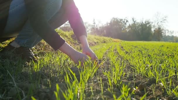 Медленное Движение Молодых Агрономов Сельское Хозяйство Женщины Биолог Осматривая Урожай — стоковое видео