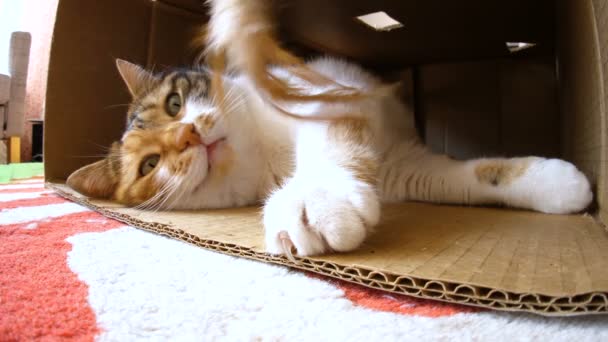 Mann spielt mit neugieriger Katze — Stockvideo