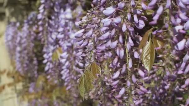 Wisteria plant in blue purple — Stock Video