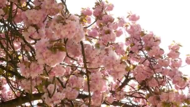 Inschrijving sakura branch — Stockvideo