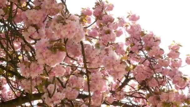 Προσφορά sakura υποκατάστημα — Αρχείο Βίντεο