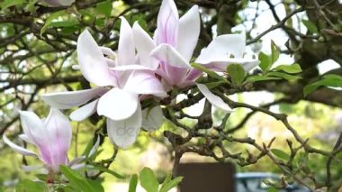 Manolya çiçeği dalı