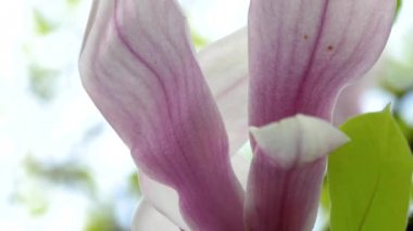 ihale sakura Şubesi