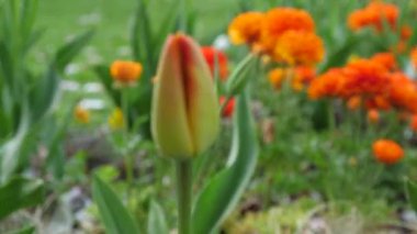 Sabah parkında güzel turuncu renginde çiçekler ve ön planda çözünmüş lale çiçekleri.