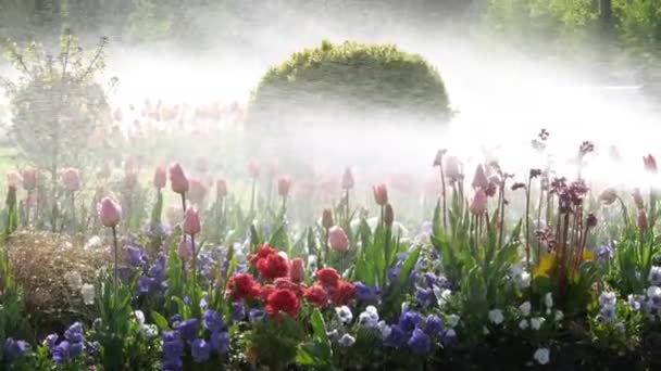 Дождь над красивыми тюльпанами — стоковое видео