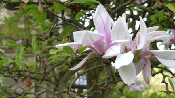 Magnolia blossom on branch — Stock Video