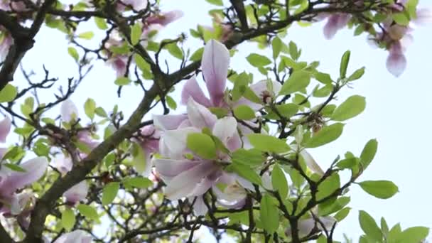 Magnolia Tree Blossom Trädgren Vacker Sommardag — Stockvideo