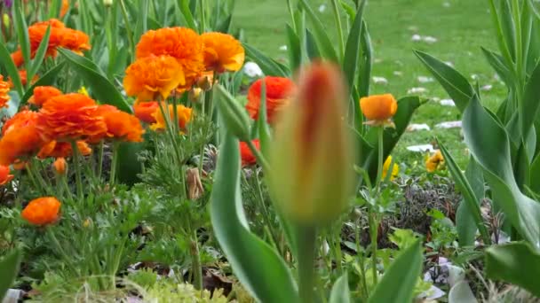 Zoom Belles Fleurs Ranunculus Orange Dans Parc Matin Pour Fleur — Video