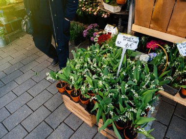 Convallaria majalis, Lily vadi çiçekçi dükkanı 