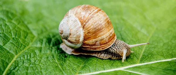 Snail in the garden on green leaf home concept — Stock Photo, Image