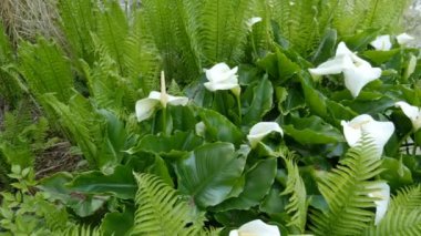 ihale sakura Şubesi