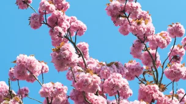 美丽的粉红色樱花 樱花树枝在盛开的蓝天上 — 图库视频影像