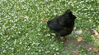 Papatya tarlasında kırmızı sırtı olan siyah aşçı horozu, Fransız kırsalında organik tarım.