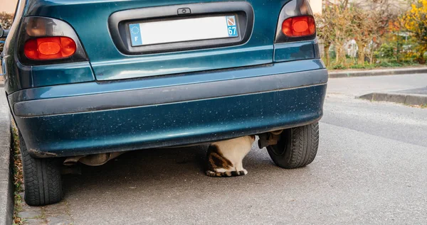 자동차 숨기기 아래 고양이 — 스톡 사진
