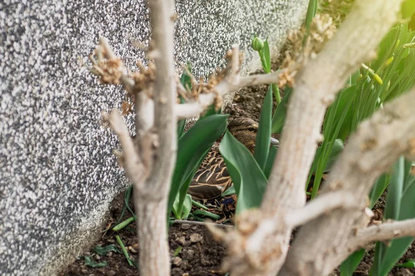 Visão traseira do pato Mallard batendo no jardim — Fotografia de Stock
