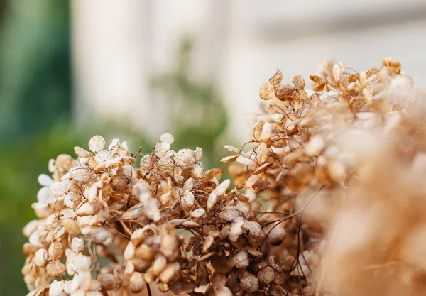 Extreme Nahaufnahme Detail der getrockneten Hortensienblüte — Stockfoto