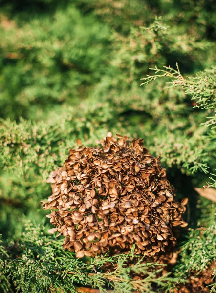 Tote Hortensienpflanze über grünem Thuja-Hintergrund — Stockfoto