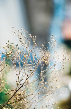 Kurutulmuş bitki yakın çekim