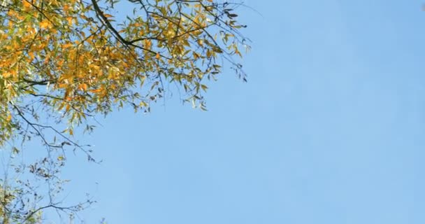 天空背景上五彩斑斓的树枝 — 图库视频影像