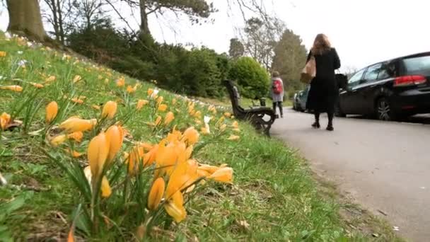 Campo Primavera Vibrante Francés Con Flores Crocus Crocus Longiflorus Flor — Vídeos de Stock