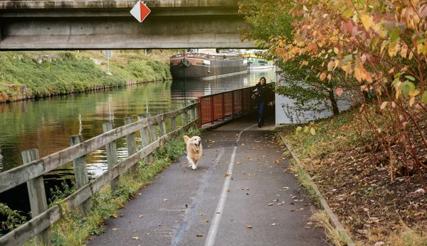 Şehir labrador kadın yürüyen köpek — Stok fotoğraf