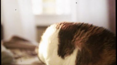 kendini temizleme ve güzel yapım kedi 