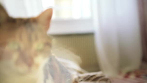 Kendini temizleme ve güzel yapım kedi — Stok video