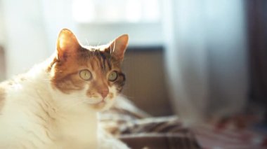 kendini temizleme ve güzel yapım kedi 