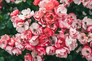 Küçük petite gül bahçesinde