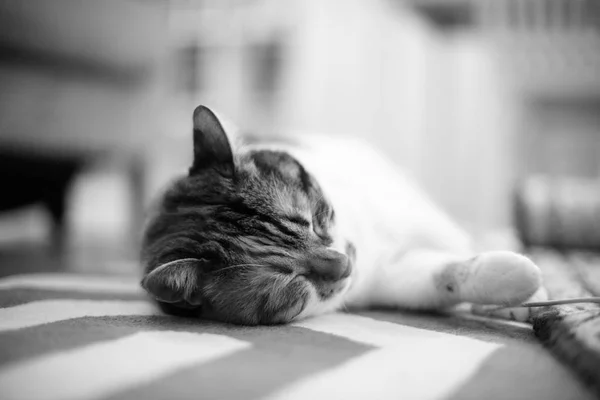 Alfombra casera con gato acostado en ella — Foto de Stock