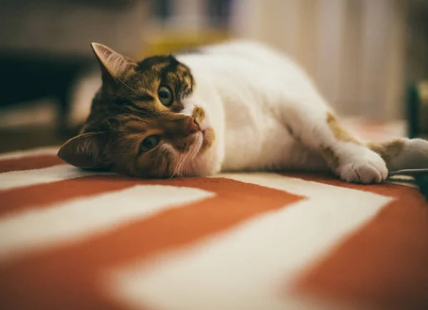 Alfombra casera con gato acostado en ella —  Fotos de Stock