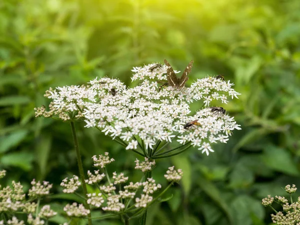 Εγκαταστάσεις λουλουδιών δάσος με πεταλούδες και οι μέλισσες — Φωτογραφία Αρχείου