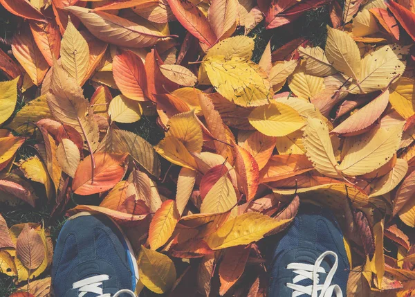 Fall autumn sneakers sport shoes park pov point of view perspect — Stock Photo, Image