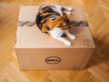 Birden çok Amazon Prime kutusu teftiş kedi 