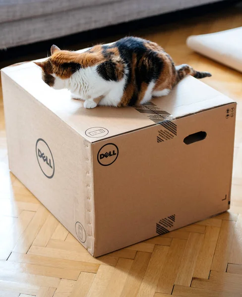 Cat inspecting new Dell Computer workstation — Stock Photo, Image