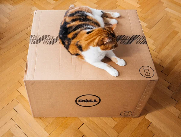 여러 개의 아마존 프라임 상자를 검사 하는 고양이 — 스톡 사진