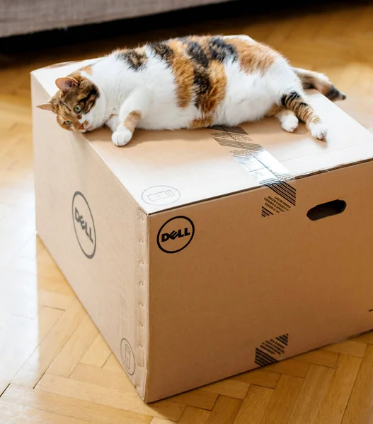 Dell コンピューターの段ボール箱を検査猫 — ストック写真