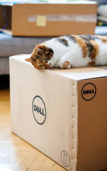 Cat inspecting the DELL computer cardboard box