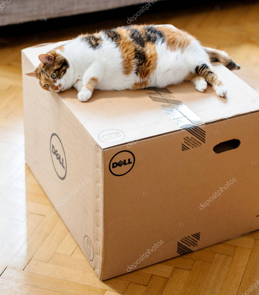 PARIS, FRANCE - AUG6: Cat inspecting new DELL workstation computer box after delivery by the parcel courier delivery