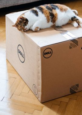 Dell bilgisayar kutusunda uyuyan kedi 