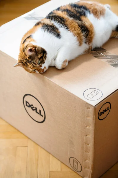 Dell 컴퓨터 상자에 웃 긴 고양이 — 스톡 사진