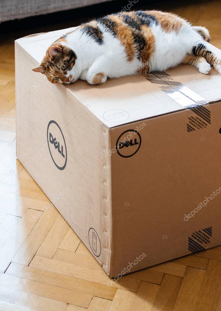 PARIS, FRANCE - AUG6: Cat sleeping on the new Dell Computer workstation cardboard box delivered by courier and left by the door