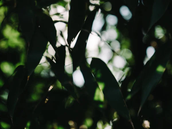 Vista a través de hojas de árboles desenfocado desenfoque — Foto de Stock