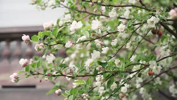 Apfelbaum in voller Blüte — Stockvideo